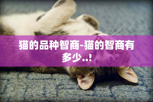 貓的品種智商-貓的智商有多少..!