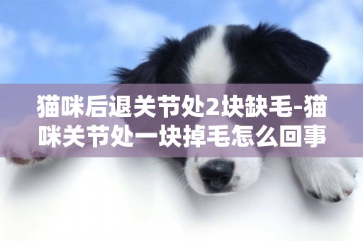 貓咪后退關節處2塊缺毛-貓咪關節處一塊掉毛怎么回事呢？