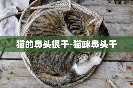 貓的鼻頭很干-貓咪鼻頭干