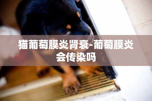 貓葡萄膜炎腎衰-葡萄膜炎會傳染嗎
