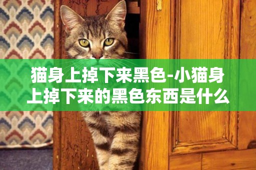 貓身上掉下來黑色-小貓身上掉下來的黑色東西是什么