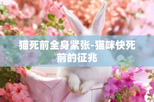 貓死前全身緊張-貓咪快死前的征兆