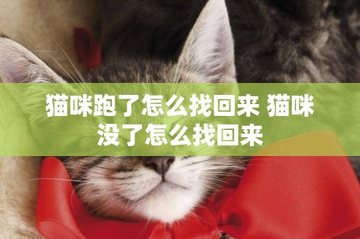 貓咪跑了怎么找回來 貓咪沒了怎么找回來