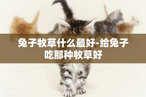 兔子牧草什么最好-給兔子吃那種牧草好