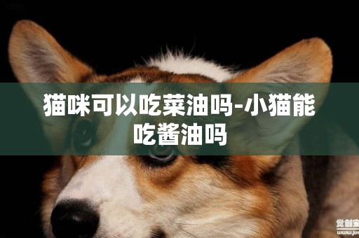 貓咪可以吃菜油嗎-小貓能吃醬油嗎