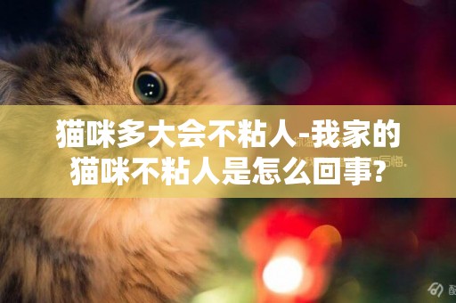貓咪多大會不粘人-我家的貓咪不粘人是怎么回事?