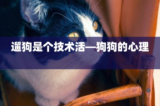 遛狗是個技術活—狗狗的心理 