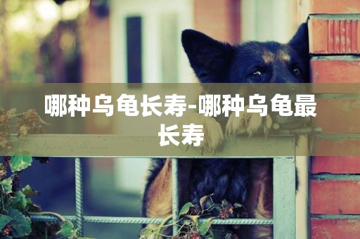 哪種烏龜長壽-哪種烏龜最長壽