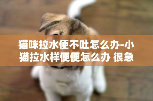 貓咪拉水便不吐怎么辦-小貓拉水樣便便怎么辦 很急