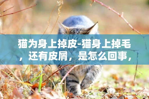 貓為身上掉皮-貓身上掉毛，還有皮屑，是怎么回事，應該怎么辦？