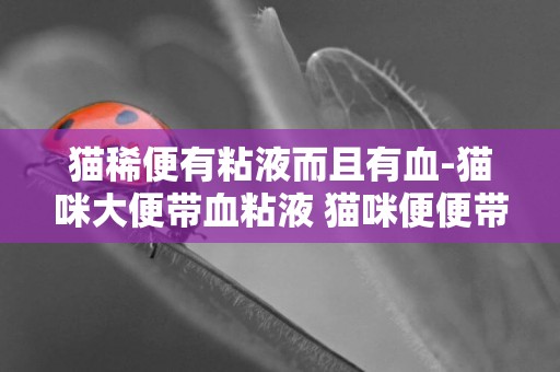 貓稀便有粘液而且有血-貓咪大便帶血粘液 貓咪便便帶血有粘液怎么辦