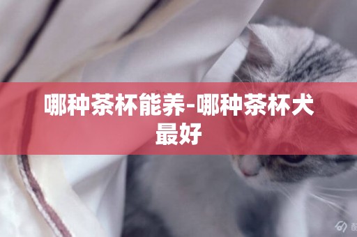 哪種茶杯能養-哪種茶杯犬最好