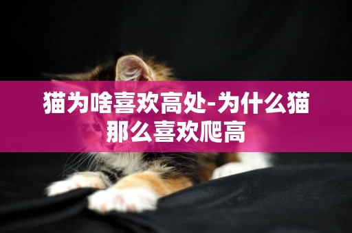 貓為啥喜歡高處-為什么貓那么喜歡爬高