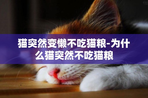 貓突然變懶不吃貓糧-為什么貓突然不吃貓糧