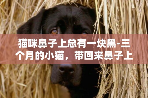 貓咪鼻子上總有一塊黑-三個月的小貓，帶回來鼻子上就有一塊黑的。請問是天生的還是生病了？