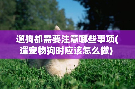 遛狗都需要注意哪些事項(遛寵物狗時應該怎么做) 
