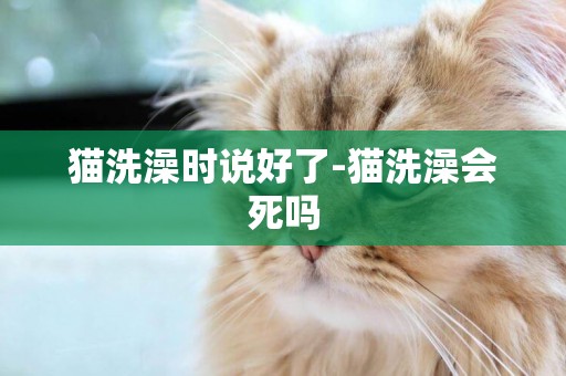 貓洗澡時說好了-貓洗澡會死嗎