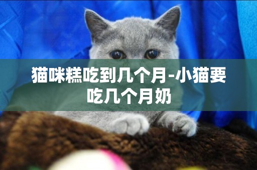 貓咪糕吃到幾個月-小貓要吃幾個月奶