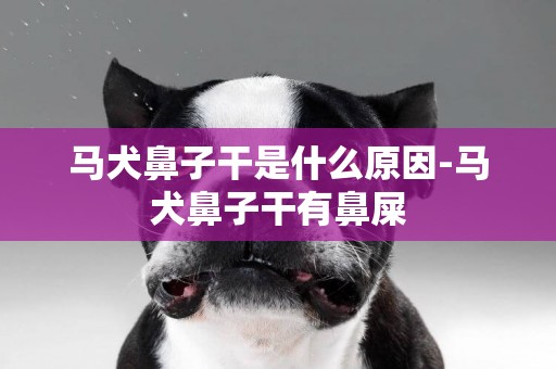 馬犬鼻子干是什么原因-馬犬鼻子干有鼻屎