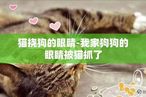 貓撓狗的眼睛-我家狗狗的眼睛被貓抓了