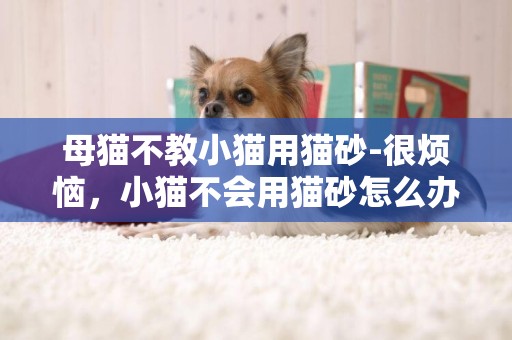 母貓不教小貓用貓砂-很煩惱，小貓不會用貓砂怎么辦