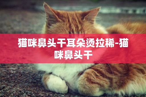 貓咪鼻頭干耳朵燙拉稀-貓咪鼻頭干