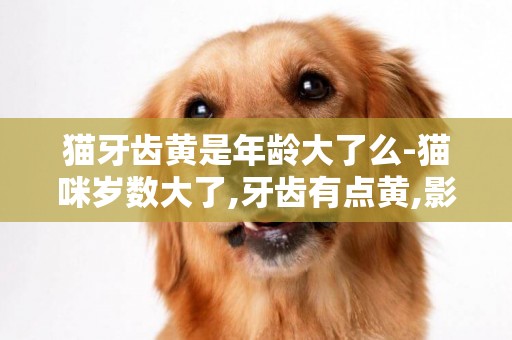 貓牙齒黃是年齡大了么-貓咪歲數大了,牙齒有點黃,影響吃東西嗎?