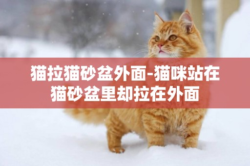 貓拉貓砂盆外面-貓咪站在貓砂盆里卻拉在外面
