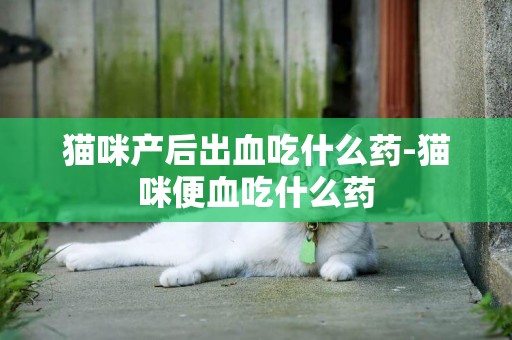 貓咪產后出血吃什么藥-貓咪便血吃什么藥