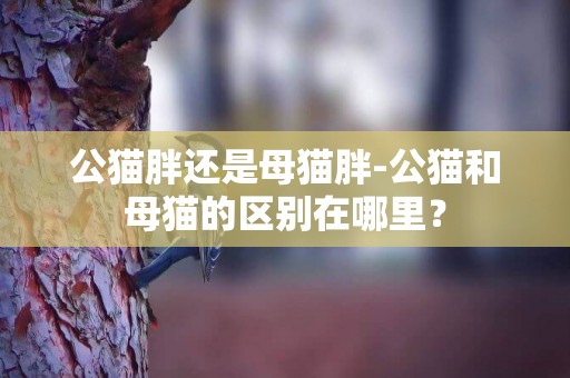 公貓胖還是母貓胖-公貓和母貓的區別在哪里？