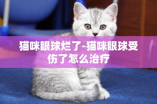 貓咪眼球爛了-貓咪眼球受傷了怎么治療