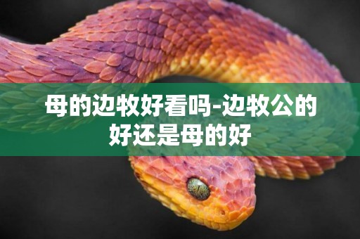 母的邊牧好看嗎-邊牧公的好還是母的好