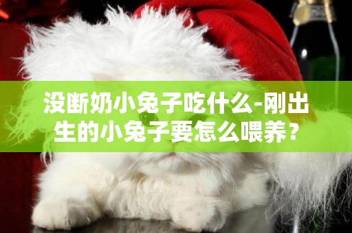 沒斷奶小兔子吃什么-剛出生的小兔子要怎么喂養？