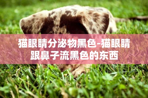 貓眼睛分泌物黑色-貓眼睛跟鼻子流黑色的東西