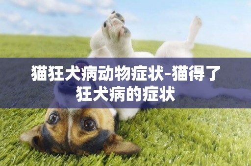 貓狂犬病動物癥狀-貓得了狂犬病的癥狀