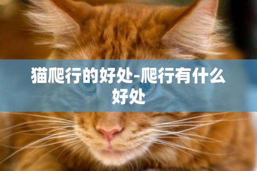 貓爬行的好處-爬行有什么好處