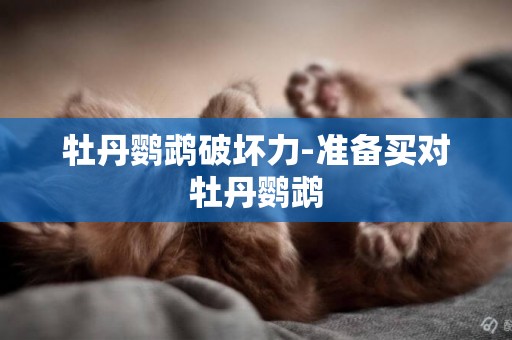 牡丹鸚鵡破壞力-準備買對牡丹鸚鵡