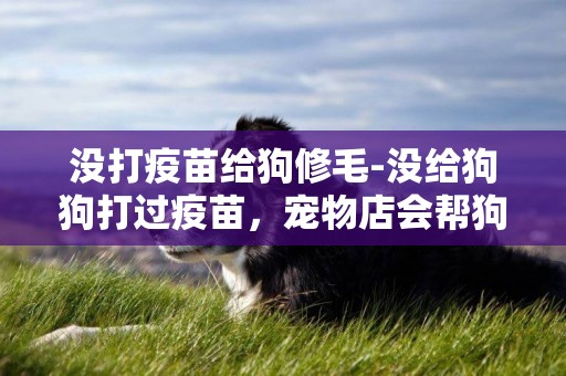 沒打疫苗給狗修毛-沒給狗狗打過疫苗，寵物店會幫狗狗洗澡么