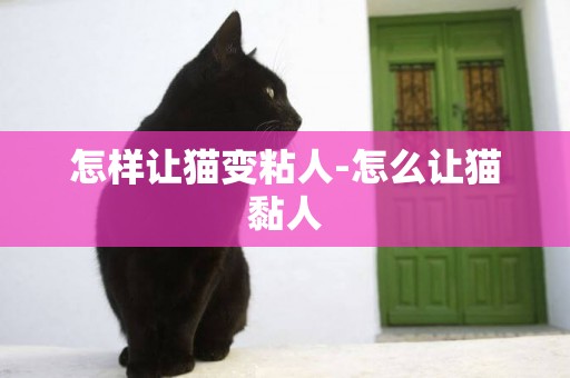 怎樣讓貓變粘人-怎么讓貓黏人