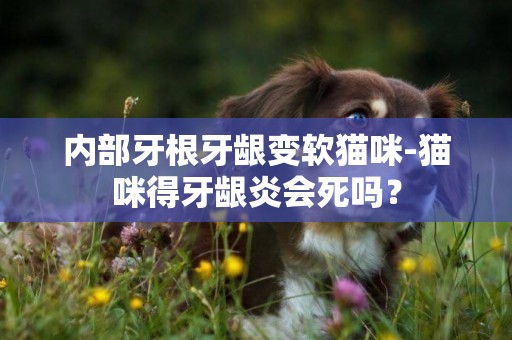內部牙根牙齦變軟貓咪-貓咪得牙齦炎會死嗎？