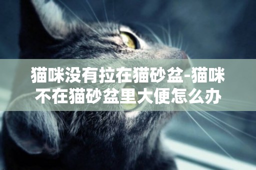 貓咪沒有拉在貓砂盆-貓咪不在貓砂盆里大便怎么辦