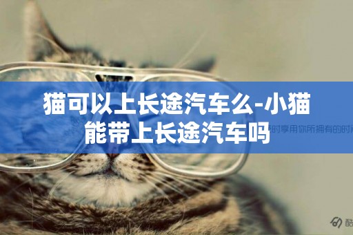 貓可以上長途汽車么-小貓能帶上長途汽車嗎