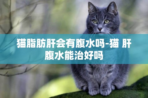 貓脂肪肝會有腹水嗎-貓 肝腹水能治好嗎
