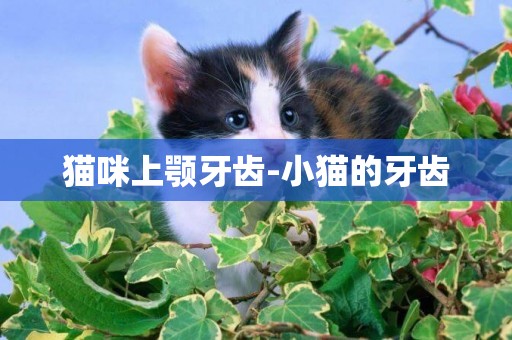 貓咪上顎牙齒-小貓的牙齒