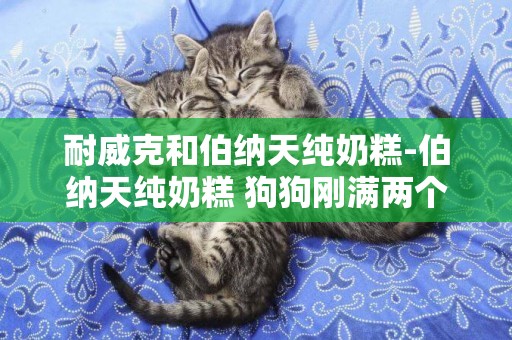 耐威克和伯納天純奶糕-伯納天純奶糕 狗狗剛滿兩個月 一頓大概給它吃多少啊 求指點