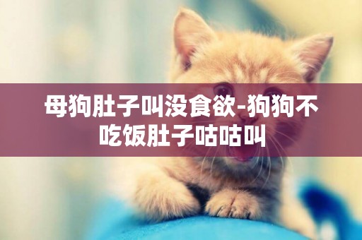 母狗肚子叫沒食欲-狗狗不吃飯肚子咕咕叫
