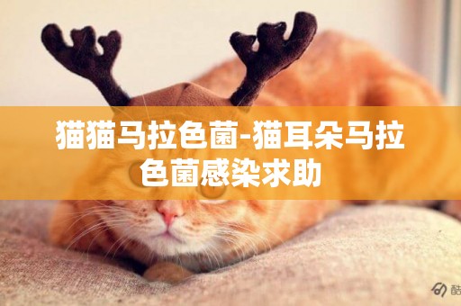 貓貓馬拉色菌-貓耳朵馬拉色菌感染求助