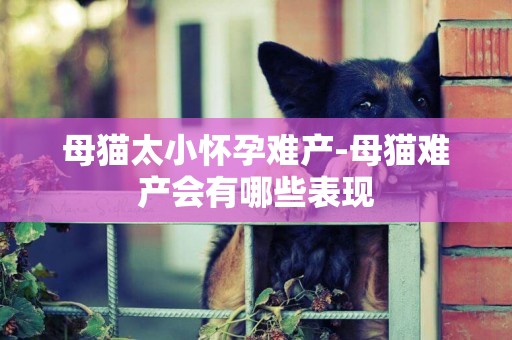 母貓太小懷孕難產-母貓難產會有哪些表現