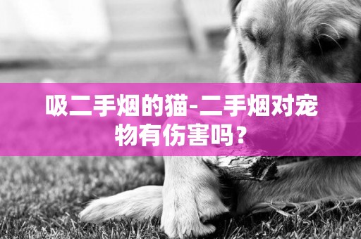 吸二手煙的貓-二手煙對寵物有傷害嗎？