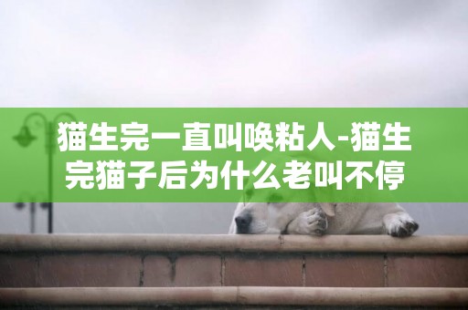 貓生完一直叫喚粘人-貓生完貓子后為什么老叫不停